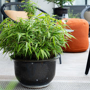 Fargesia rufa, 35 cm hoog