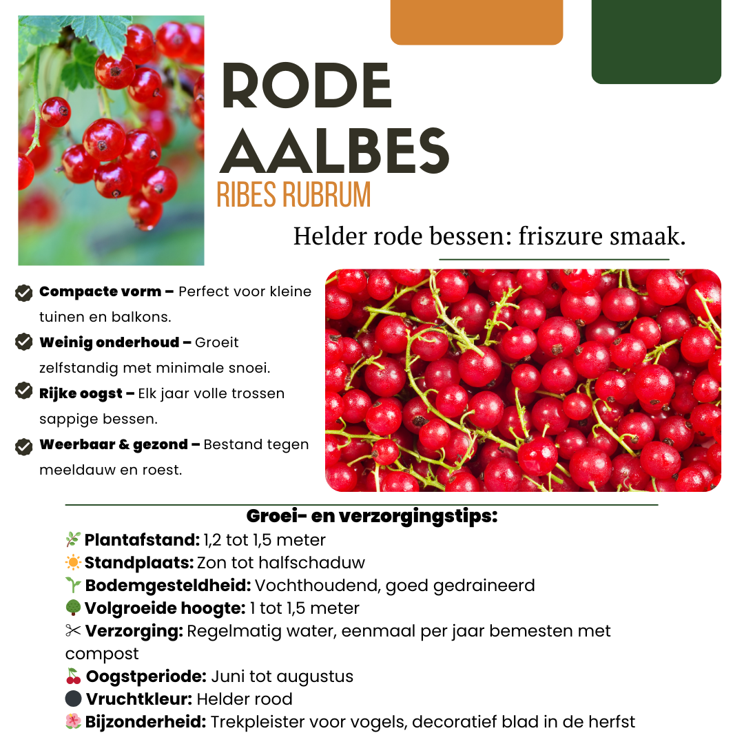 3 x Biologische Kruisbessenplanten, groene bladeren