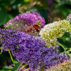Buddleja davidii Tricolour, groene bladeren