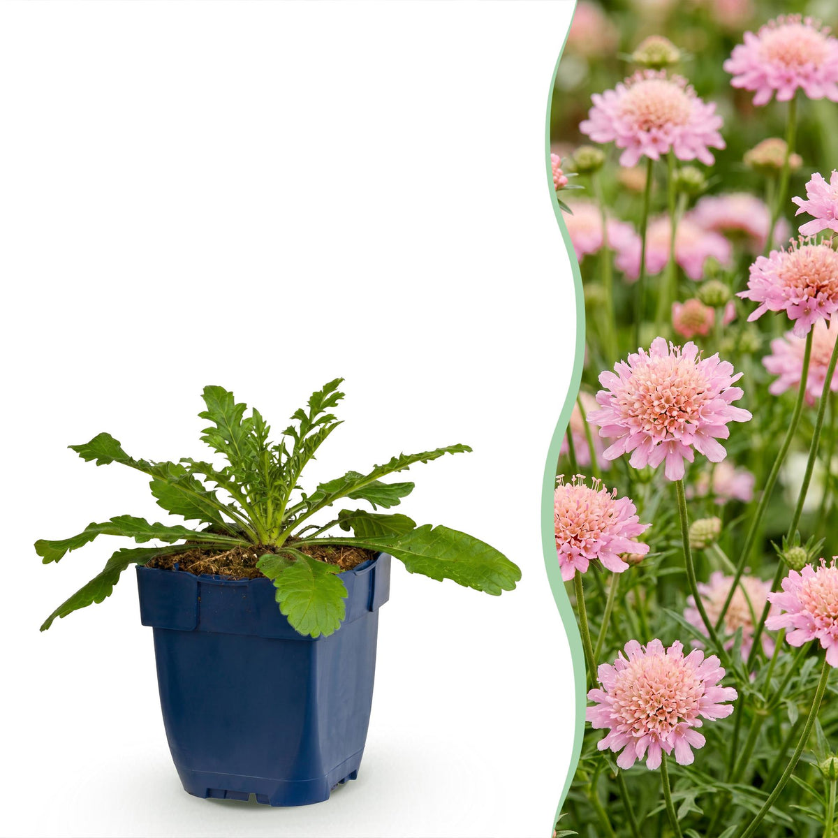 Duifkruid col. Pink Mist, met roze bloemen, sterke plant