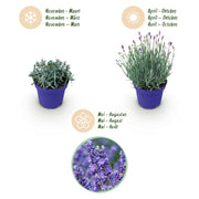 Lavandula angustifolia Hidcote, 15-25 cm hoog
