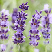 Lavendel Lavandula &