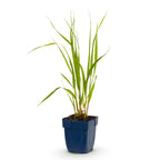Molinia caer. Heidebraut - Pijpestrootje - Met Pluim, decoratieve plant