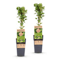 Kruisbes Hinnonmäki, fruitgewas voor de tuin, plant in pot