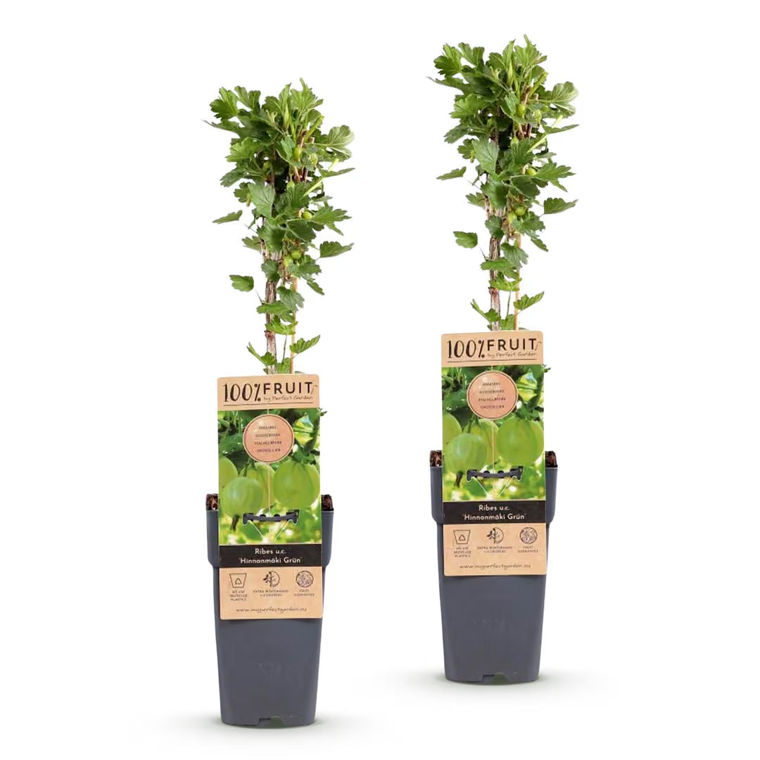 Kruisbes Hinnonmäki, fruitgewas voor de tuin, plant in pot