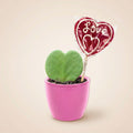 Sweetheart Plant Set - Mini Gift - Pot & Plant Set - Roze, detail van het blad