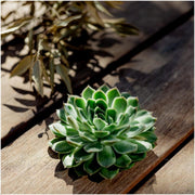 ROOTLESS Succulent Echeveria Pulidonis