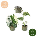 3x Baby Variegata Mix - Diversen - Tropisch - incl. Linnea Olive - Ø6cm - ↕10-15cm, groeiwijze van de plant
