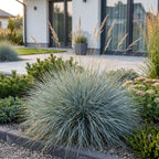Festuca glauca - Blauwgras - Groenblijvend - Blauw, decoratieve plant