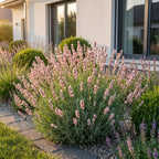 Lavandula ang. Rosea - Lavendel - Geurend - Roze