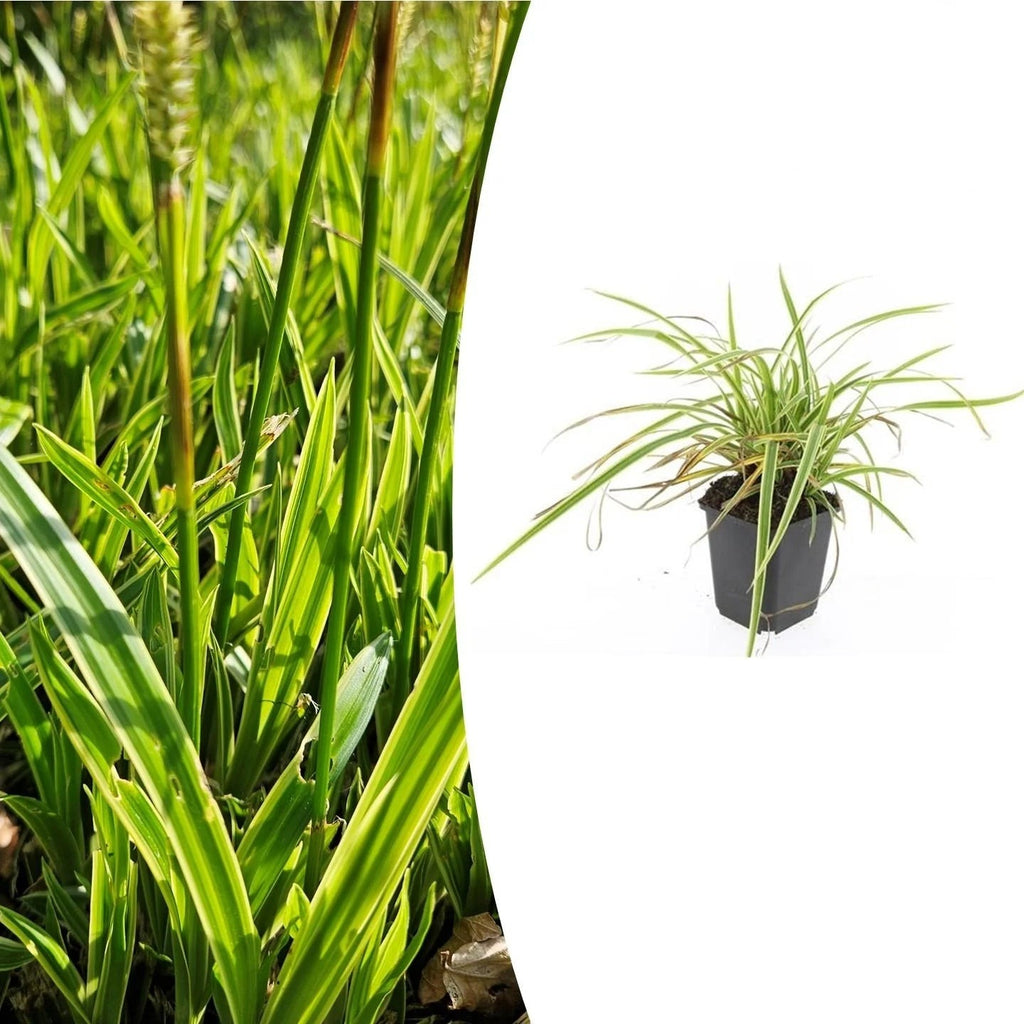 Carex morrowii 'Aureovariegata', plant in pot