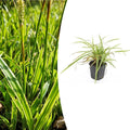 Carex morrowii 'Aureovariegata', plant in pot