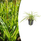 Carex morrowii 'Aureovariegata', plant in pot
