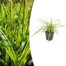 Carex morrowii 'Aureovariegata'