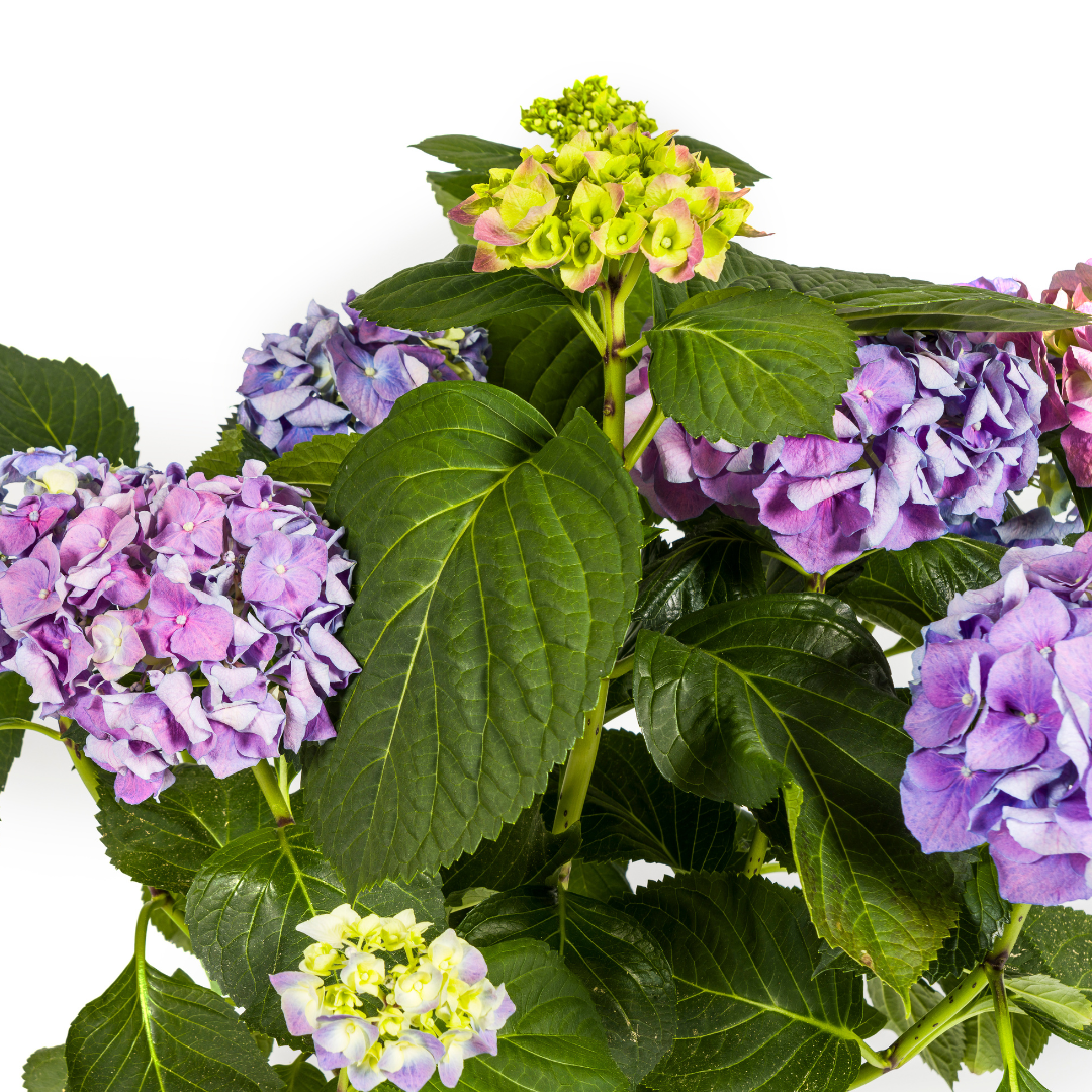 Productafbeelding van Pureplant