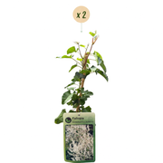 Fallopia aubertii - bruidssluier - set van 2