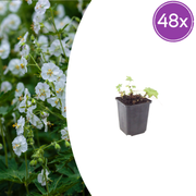 Geranium macr. &