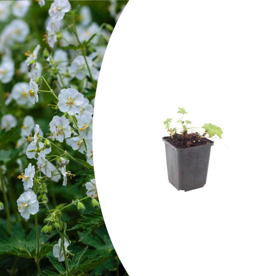 Geranium macr. 'White Ness', gezonde plant