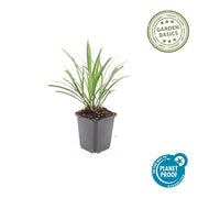 Liriope muscari &
