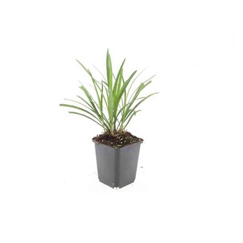 Liriope muscari 'Ingwersen', 15 cm hoog, groeiwijze van de plant