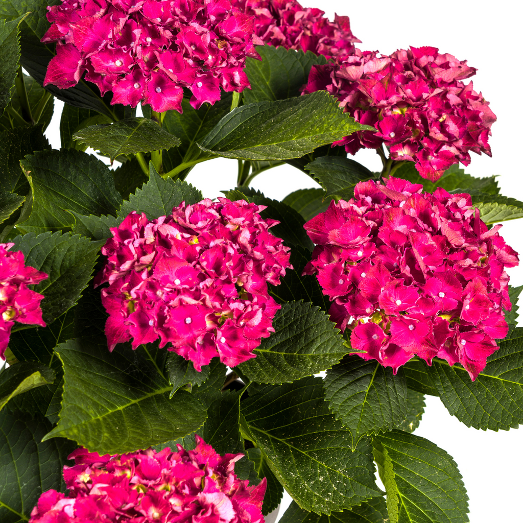 Productafbeelding van Pureplant