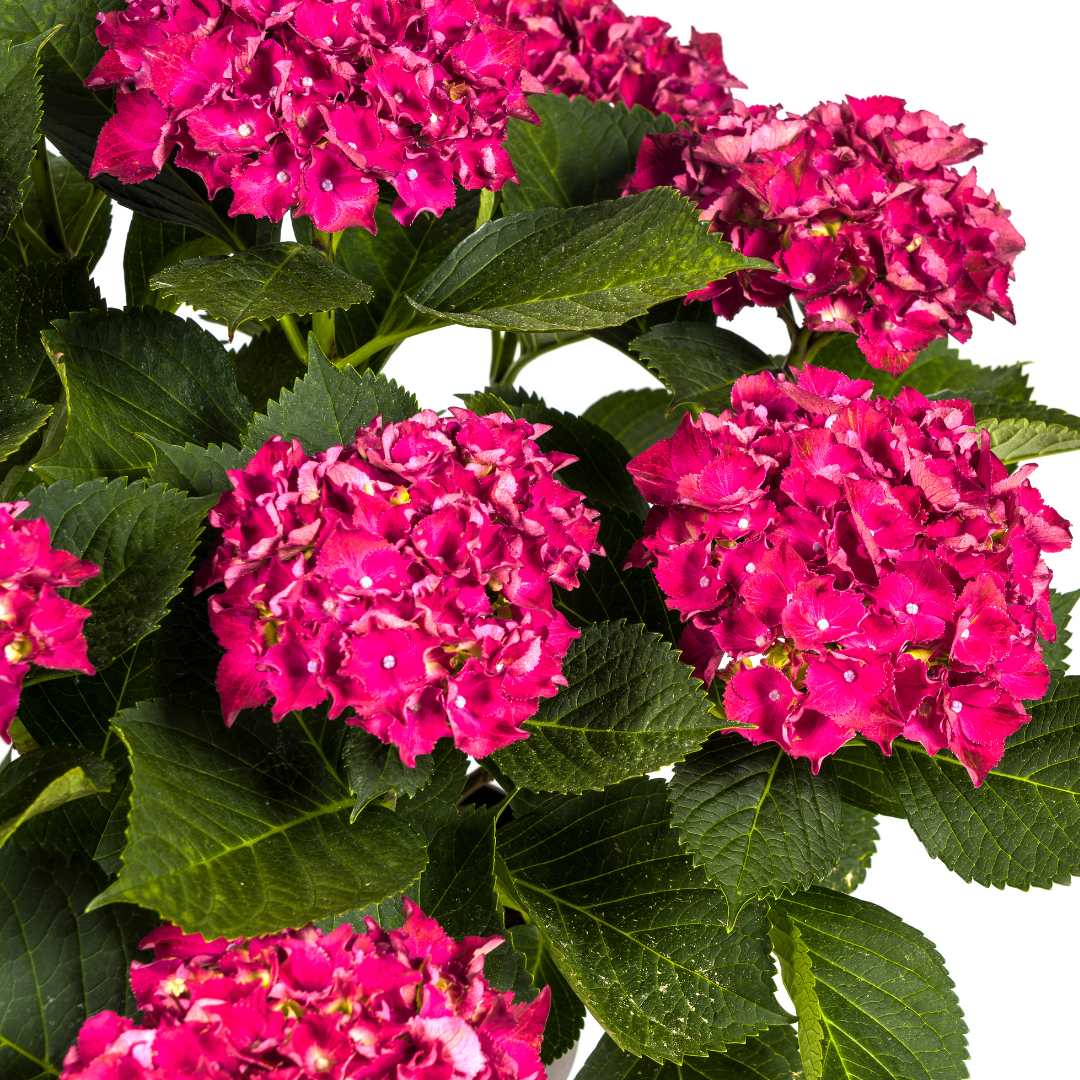Productafbeelding van Pureplant