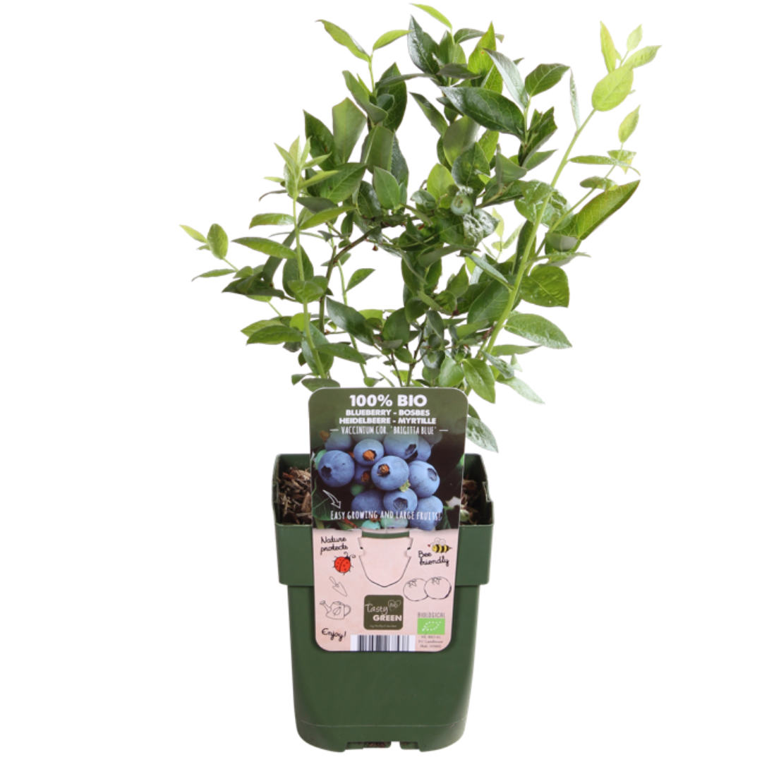 3 x Bosbessenplanten BIO, sierlijke plant