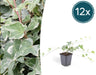 12x Hedera helix 'Glacier'