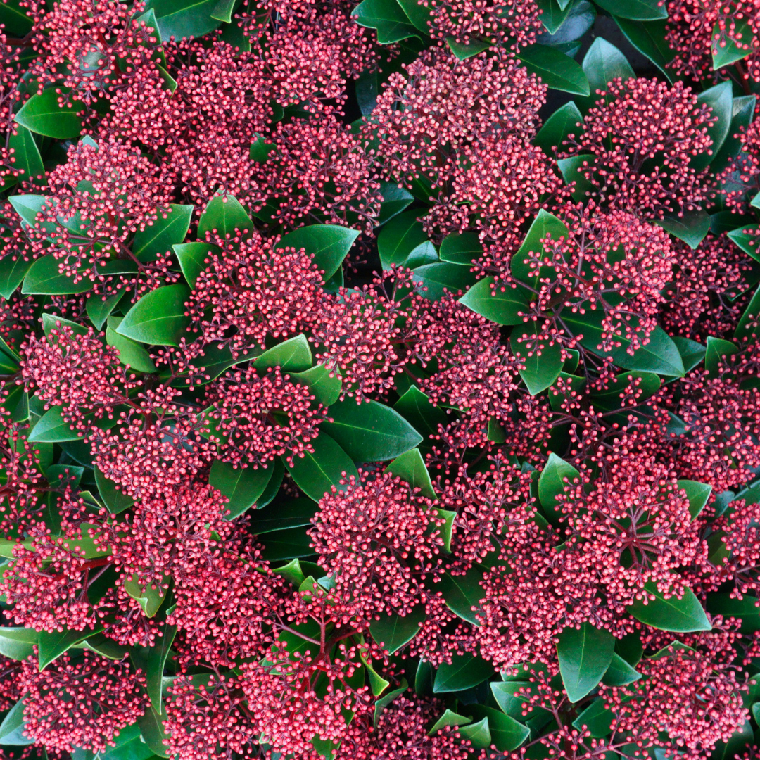 Productfoto van Set van 3 Skimmia 'Rubella'