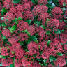 Set van 3 Skimmia 'Rubella'