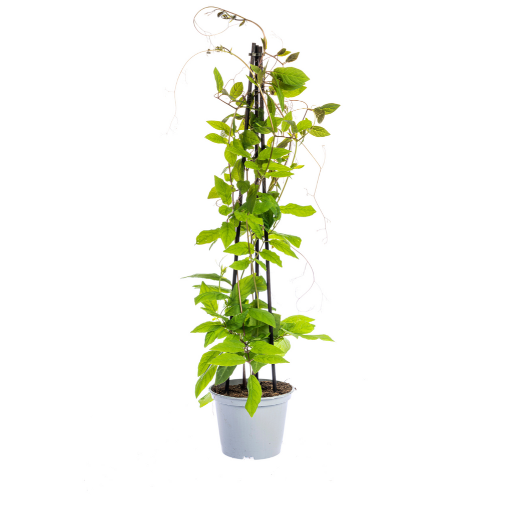 Klimplanten Rhodochiton, Cobea, Lathyrus en Ipomoea, 4 stuks, detail van het blad