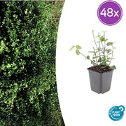 Euonymus fort. &