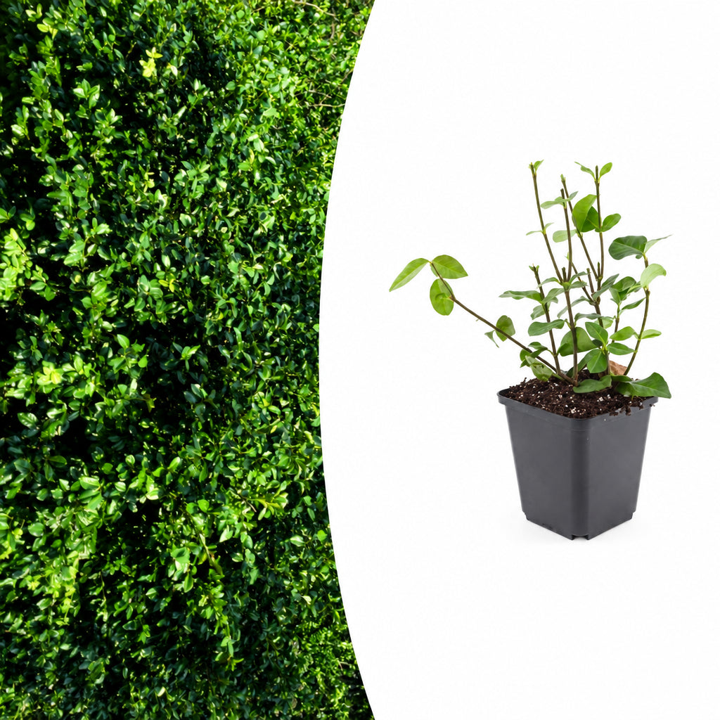 Euonymus fort. 'Coloratus', plant in pot