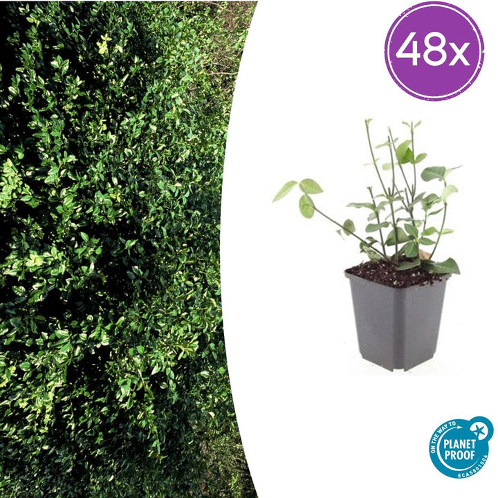 Euonymus fort. &