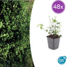 Euonymus fort. 'Coloratus'