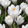 Witte krokus bloembollen, Crocus White