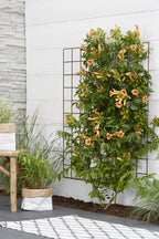 Detailfoto van Campsis Indian Summer - Trompetbloem Oranje