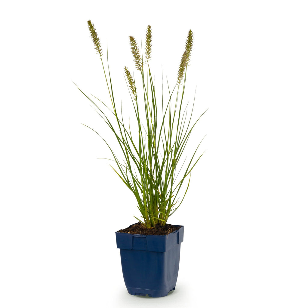 Pennisetum alop. Hameln - Lampenpoetsergras - Met Pluim