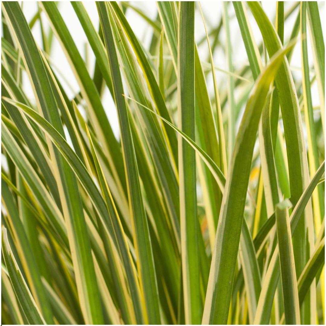 3 x Acorus gramineus 'Argenteostriatus', detail van het blad