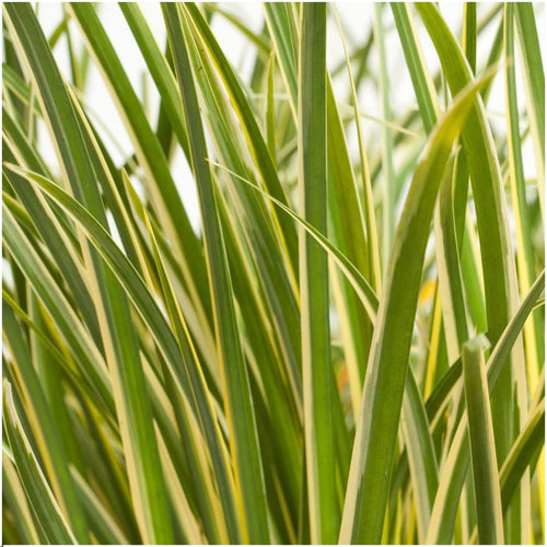 3 x Acorus gramineus 'Argenteostriatus', detail van het blad