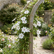 Clematis &
