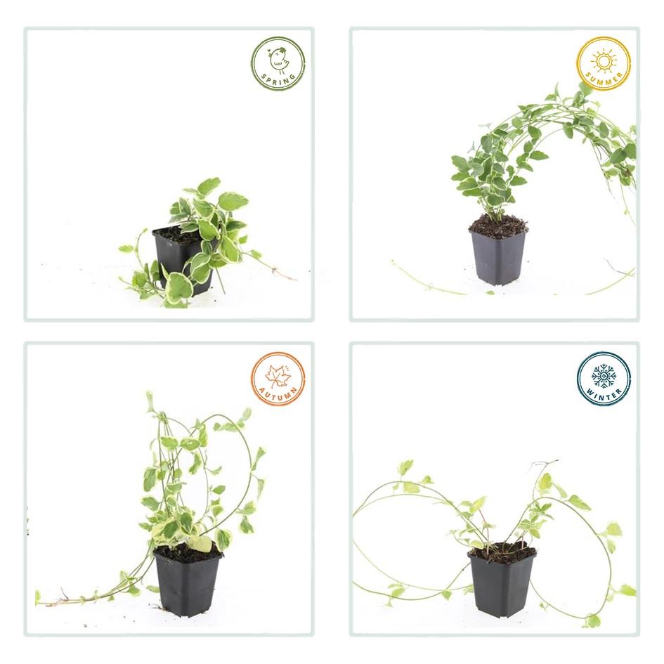 Productafbeelding van Pureplant