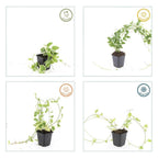 Productafbeelding van Pureplant