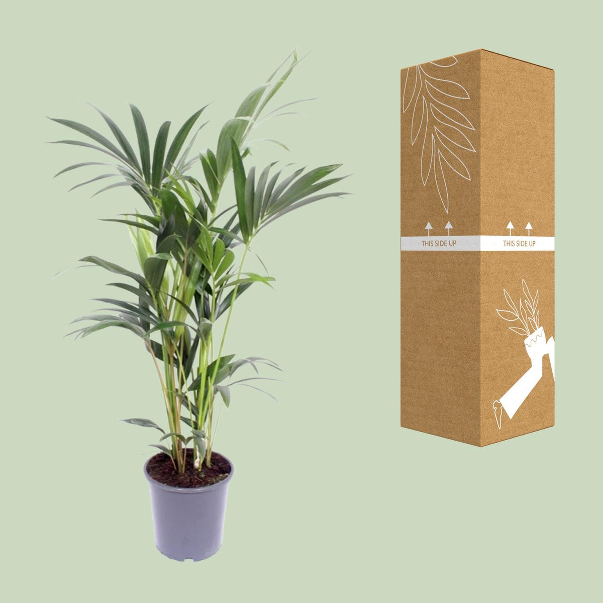 Detailfoto van Howea Forsteriana