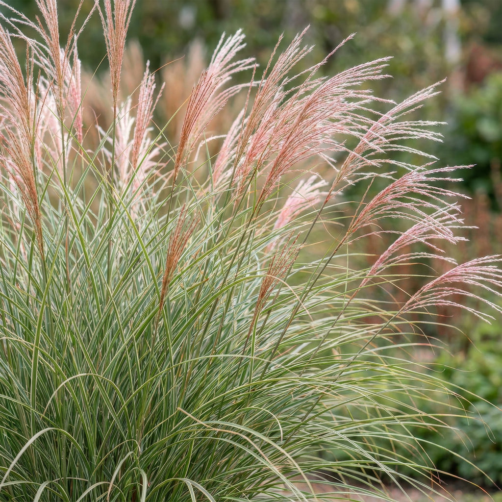 Prachtriet Miscanthus Morning Light met pluim