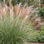 Prachtriet Miscanthus Morning Light met pluim