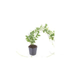 Productafbeelding van Pureplant