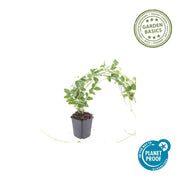 6x Vinca major &