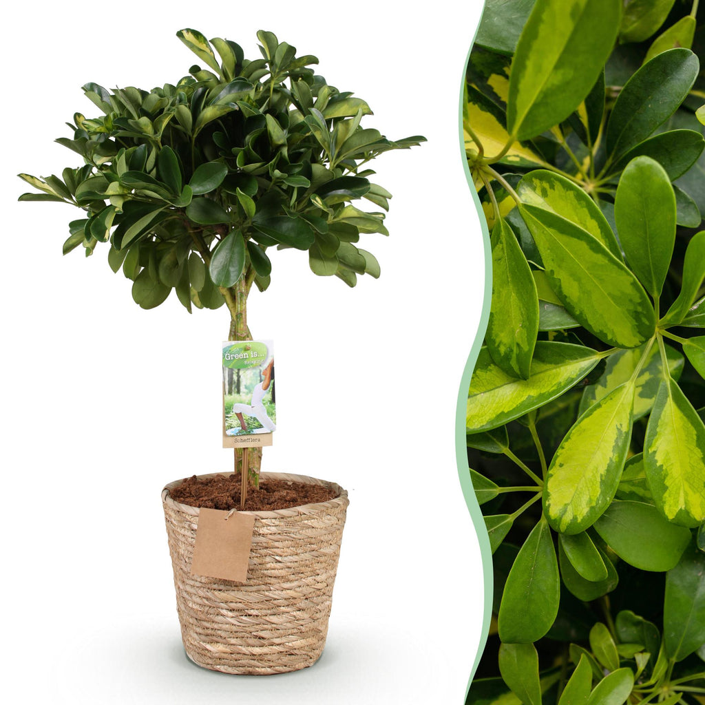 Schefflera Gold Capelle, kenmerkend blad