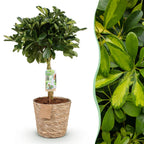 Schefflera Gold Capelle, kenmerkend blad
